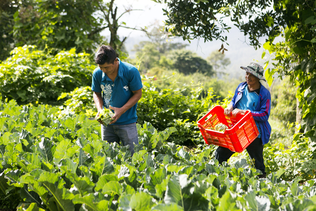 اسید سیتریک در صنایع کشاورزی