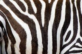 اسید سولفوریک در فرآوری پوست حیوانات