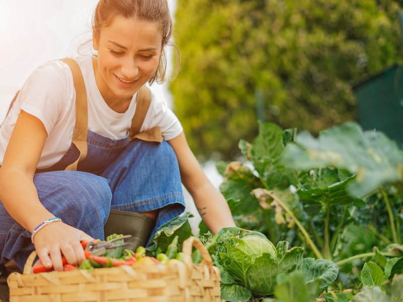 پلی وینیل الکل در کشاورزی