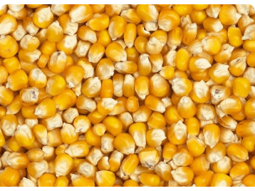 ذرت اکراین محصولات ویژه