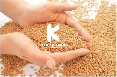 گندم انسانی